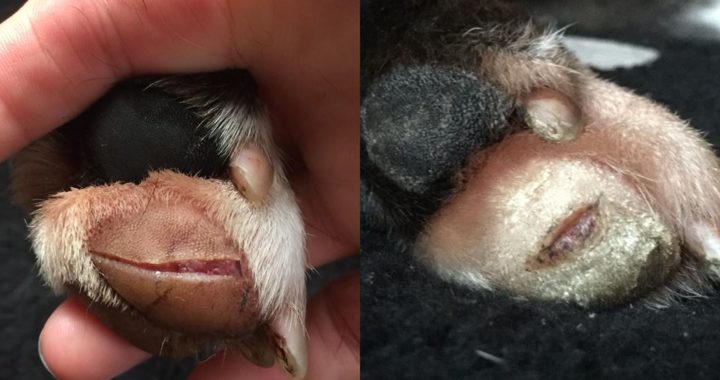 Laserbehandling av kutt i pote – 1. og 5. behandling
