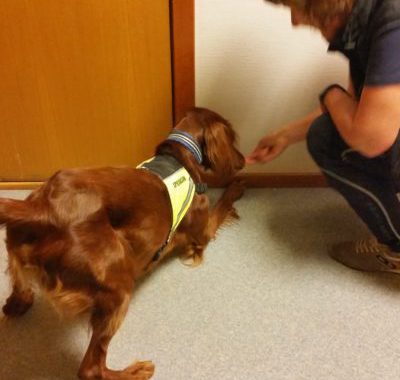 Dino – sertifisert veggedyrhund