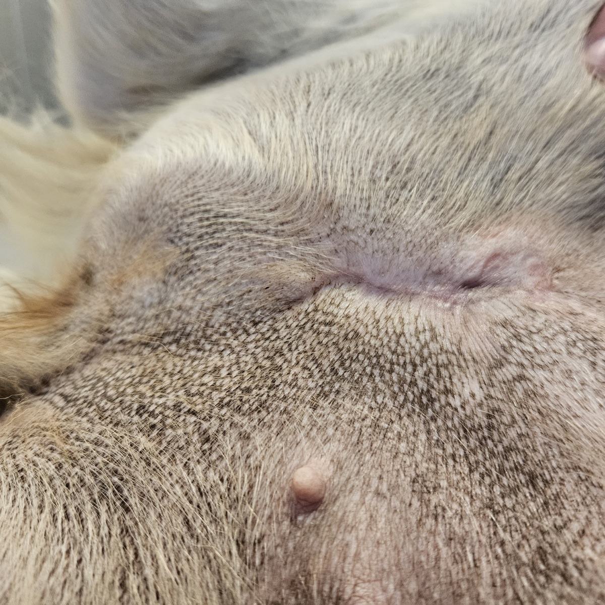 Grodd sår etter laserbehandling av sprukket jur hos hund