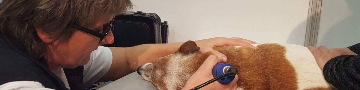 Laserbehandling av hund